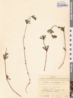 MAG 0014176