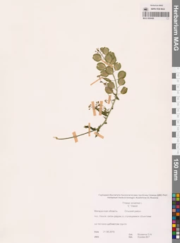 MAG 0006469