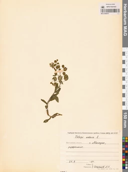 MAG 0006473