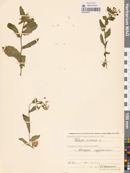 MAG 0006474