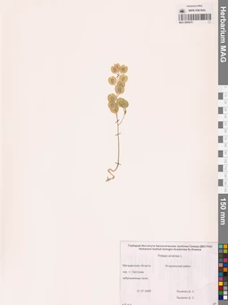 MAG 0006475