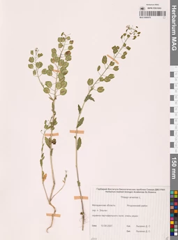 MAG 0006479