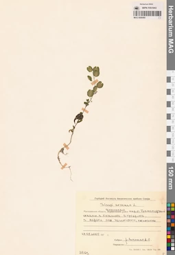 MAG 0006480