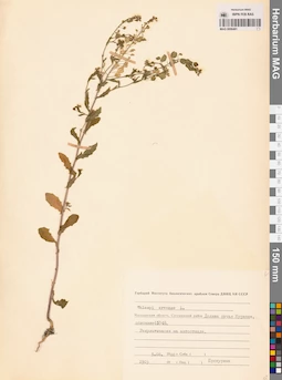 MAG 0006481