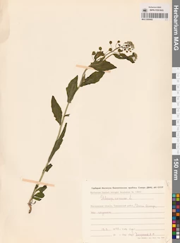 MAG 0006482