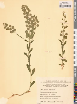 MAG 0006484