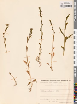 MAG 0006485