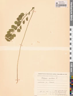 MAG 0006486