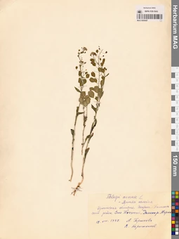 MAG 0006487