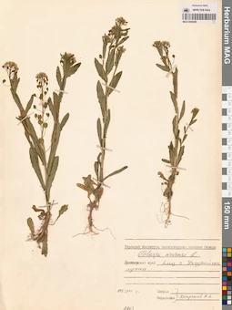 MAG 0006489