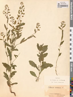 MAG 0006490