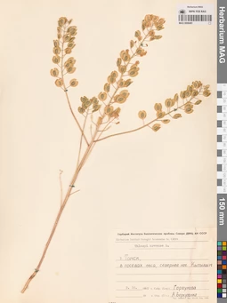 MAG 0006491