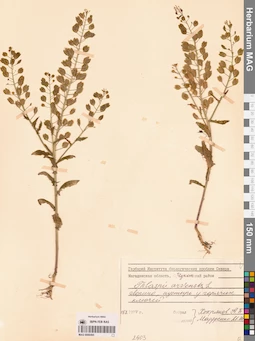 MAG 0006495