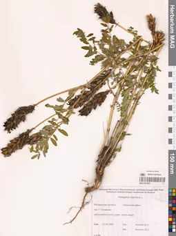 MAG 0010951
