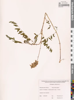 MAG 0010952