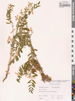 MAG 0010954