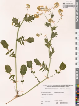 MAG 0014934