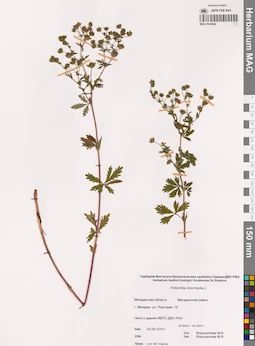 MAG 0014944