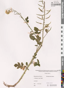 MAG 0014953