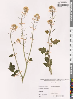 MAG 0014954