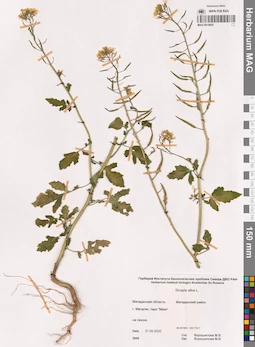 MAG 0014955