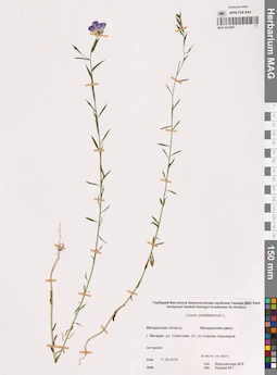 MAG 0014957