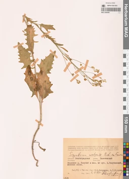 MAG 0006096