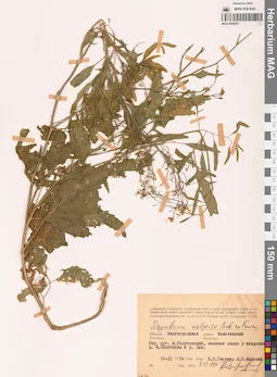 MAG 0006097