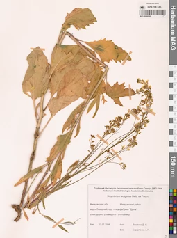 MAG 0006099