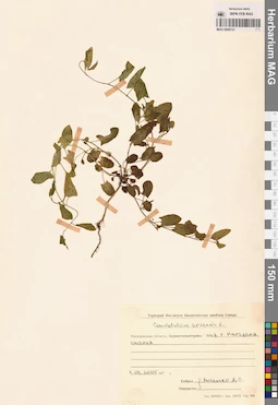 MAG 0006721