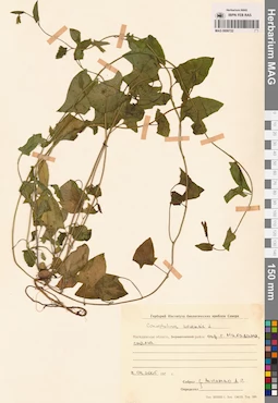 MAG 0006722