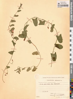 MAG 0006723