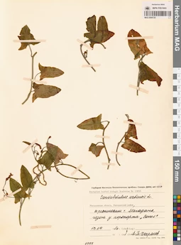 MAG 0006725