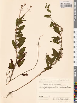 MAG 0006727