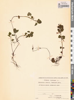 MAG 0006887
