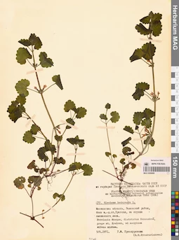 MAG 0006889