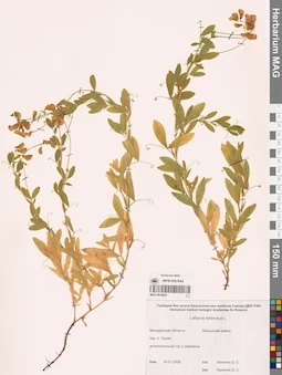 MAG 0010822
