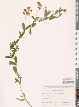 MAG 0010824