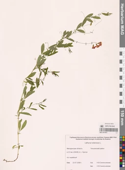 MAG 0010825