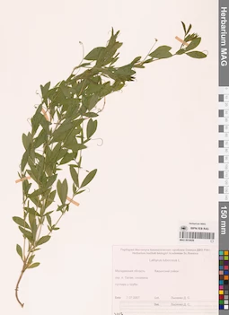 MAG 0010826