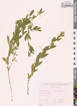 MAG 0010828
