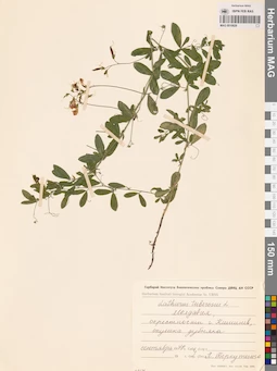 MAG 0010829