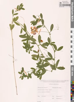 MAG 0011059