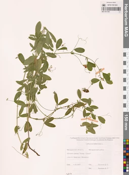 MAG 0011063