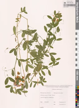 MAG 0011065