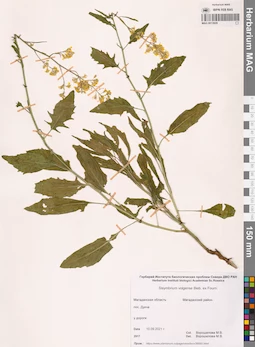MAG 0013929