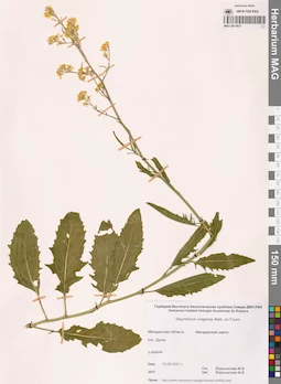 MAG 0013931