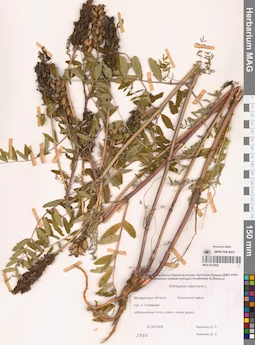 MAG 0010955