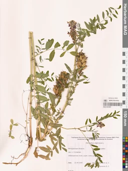 MAG 0010957