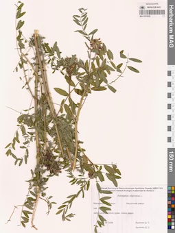 MAG 0010958